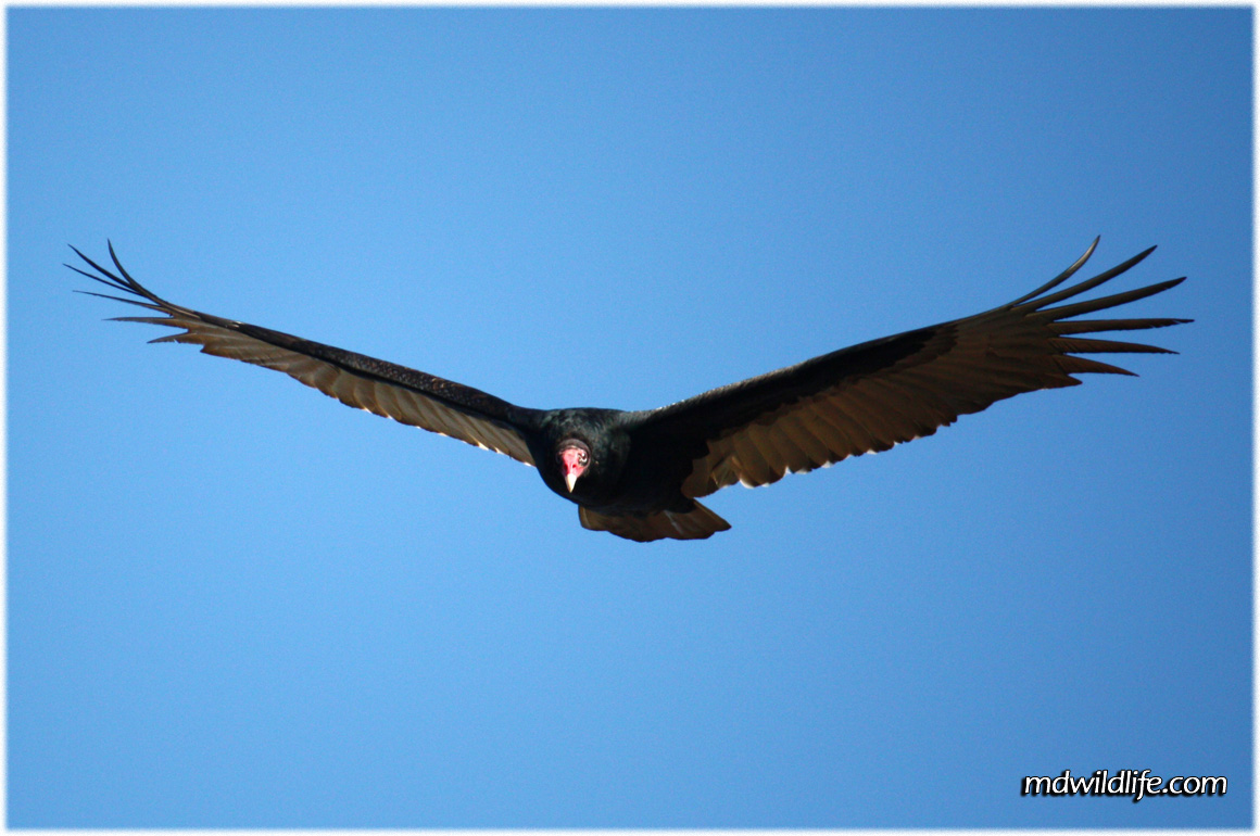 Turkey vulture in flight