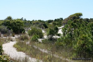 Life of the dunes trail