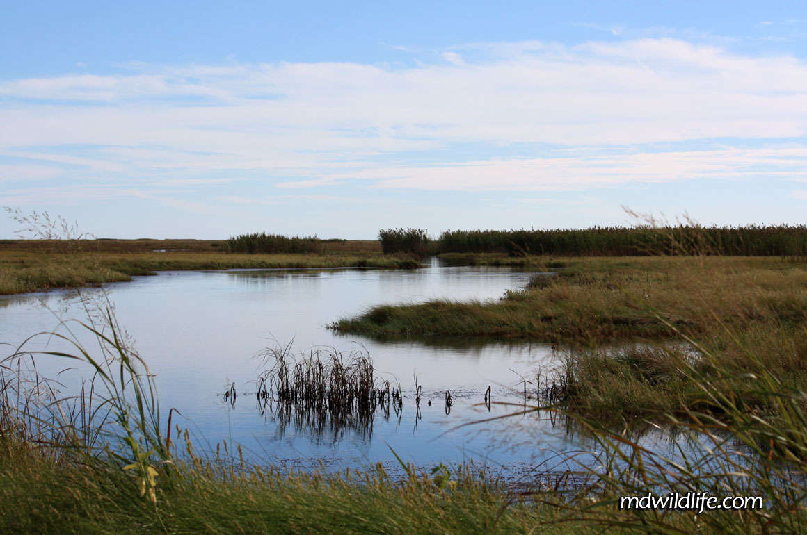 Deal Island marshlands