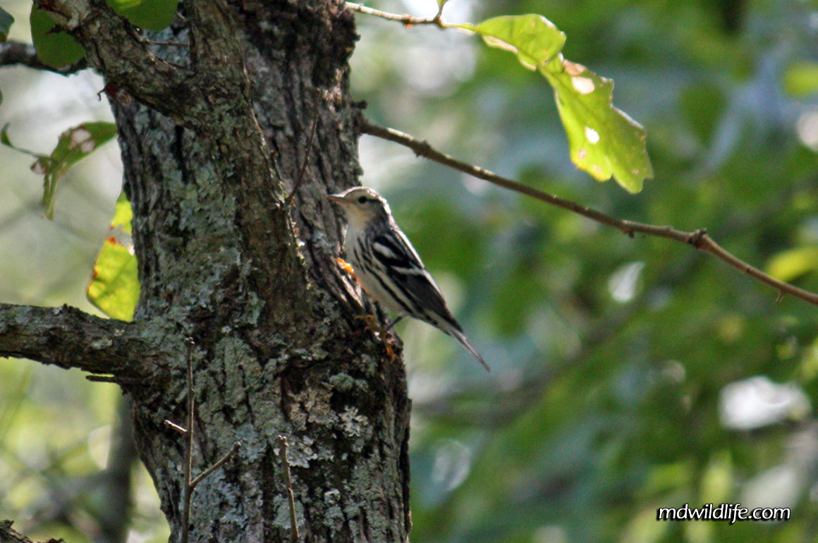 Black and White Warbler at Idylwild WMA