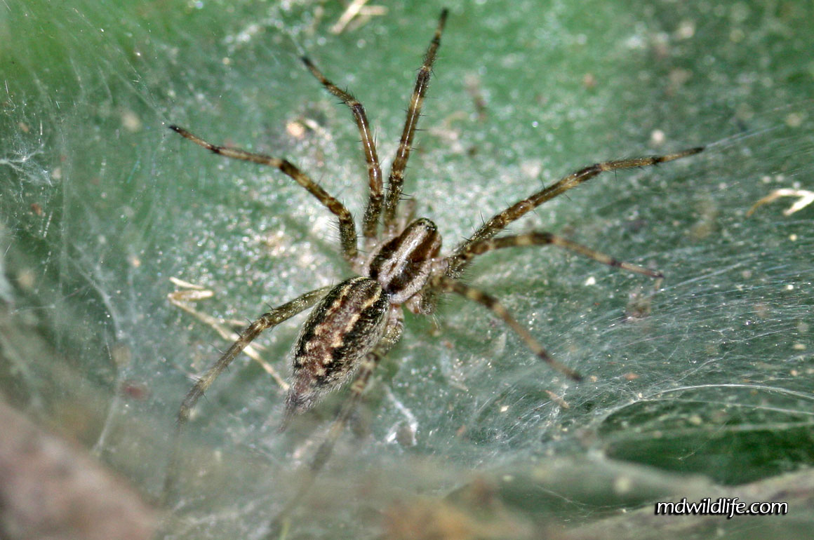 Funnel weaver spider in its web.